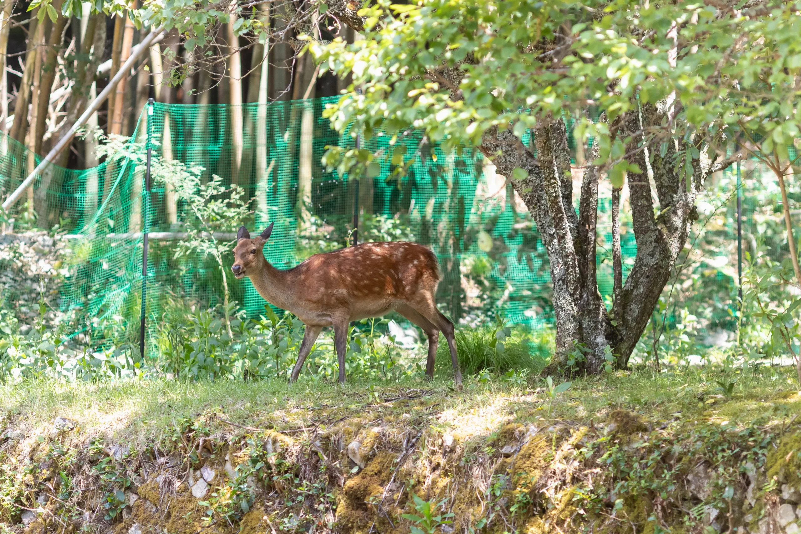 美山サウナ